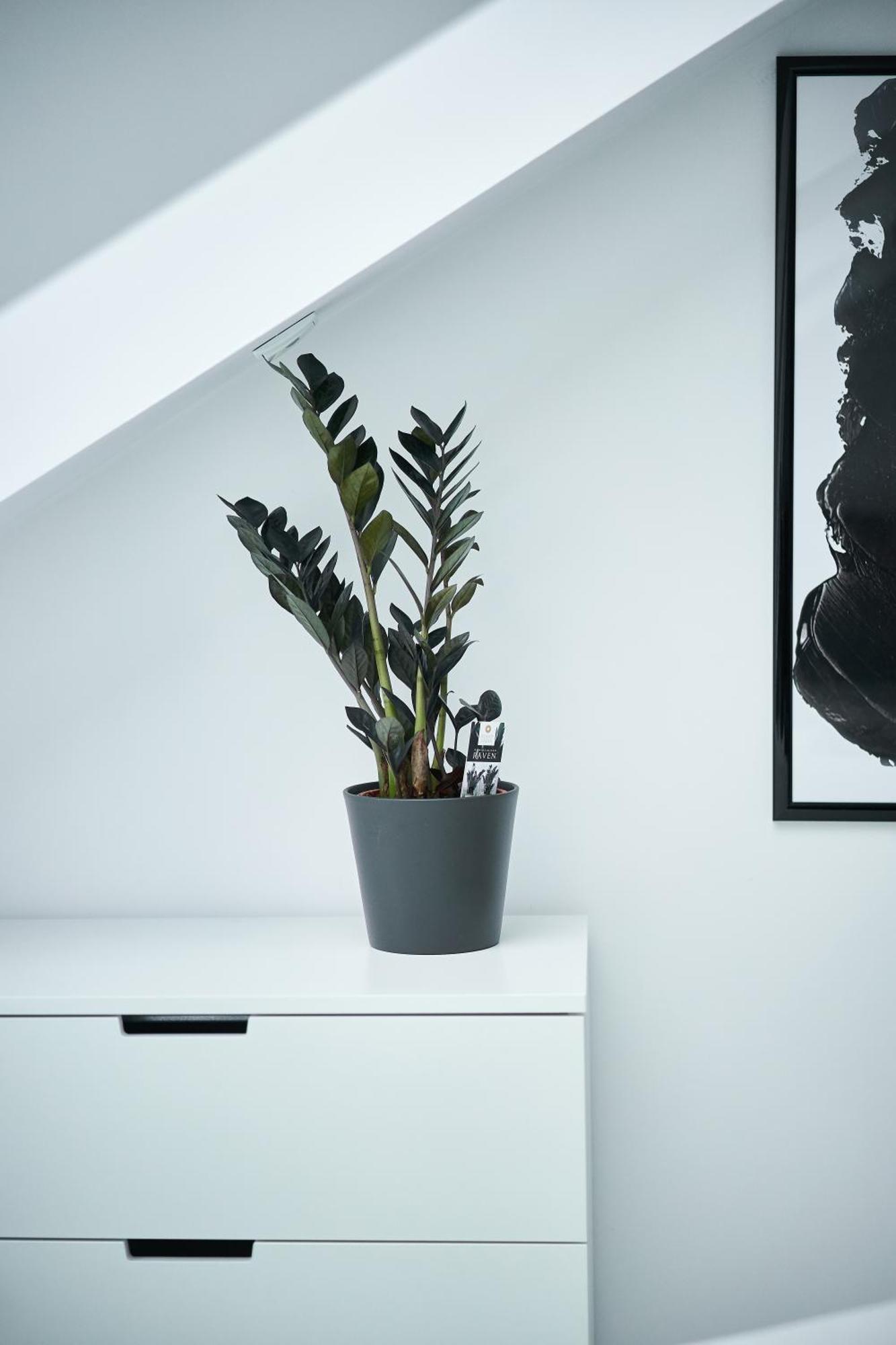 Unique Design Loft In Middle Of Centre Of Old Town With Netflix Apartamento Cracóvia Exterior foto
